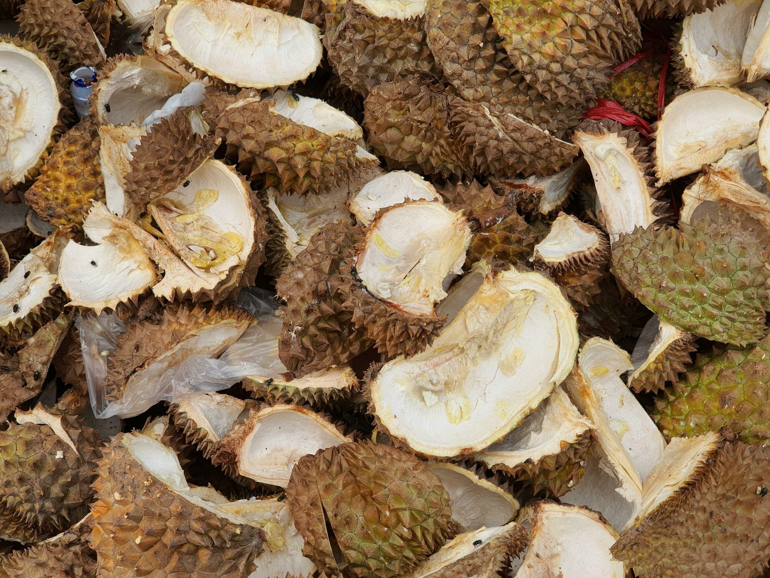 Durian skin waste surrounded by flies. Durian skin contains starch