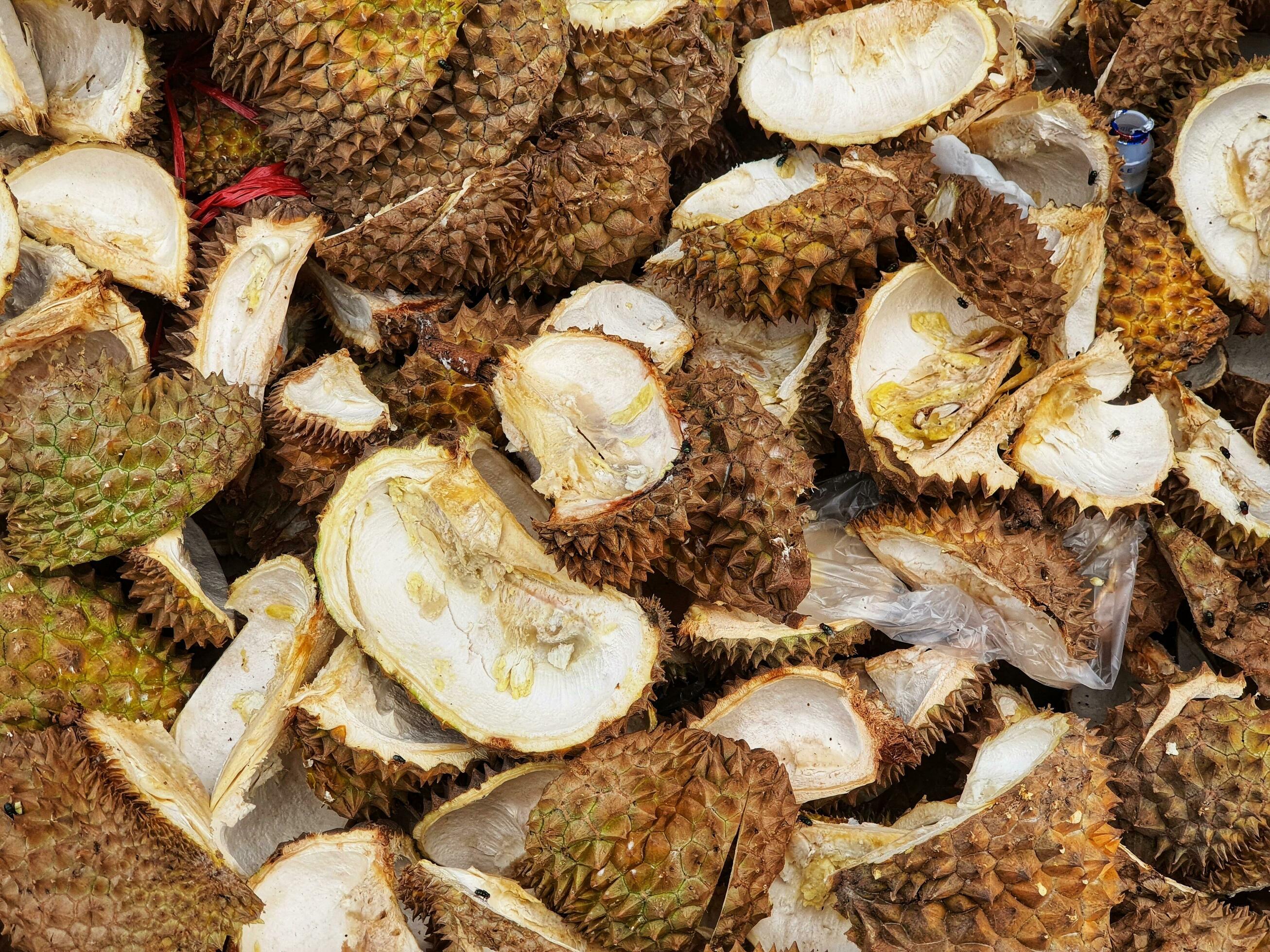 Durian skin waste surrounded by flies. Durian skin contains starch