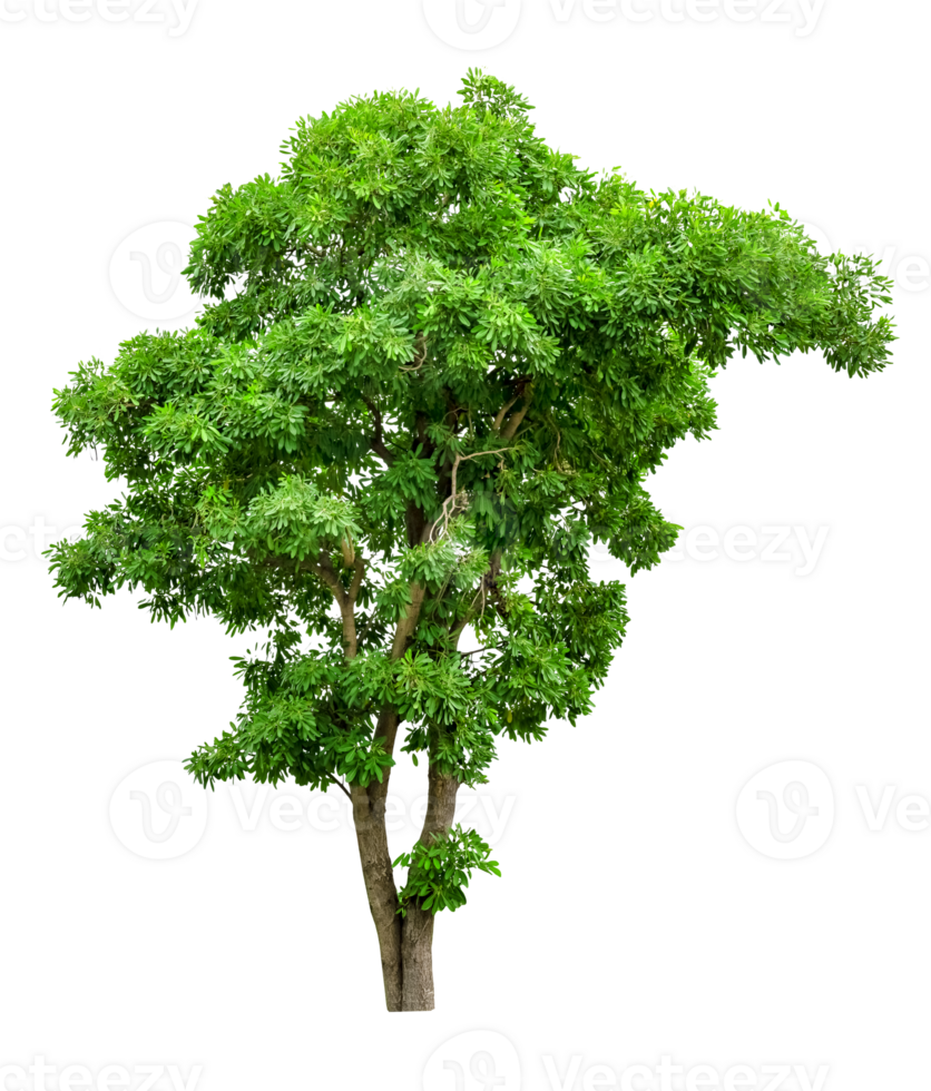 Green Tree Isolated png