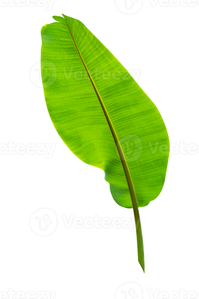 Green leaves pattern,leaf banana isolated png
