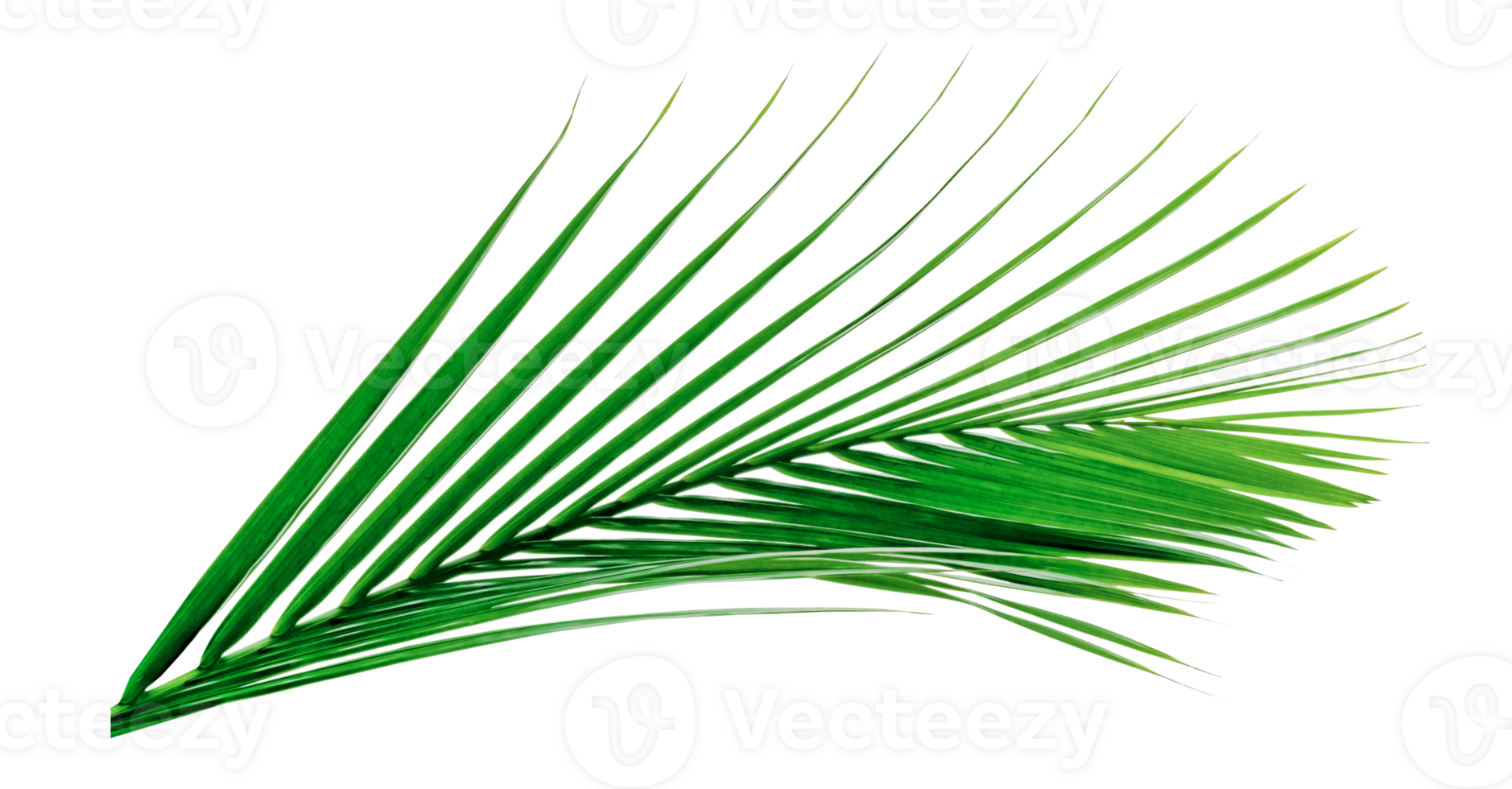 Green leaves pattern,leaf palm tree isolated png