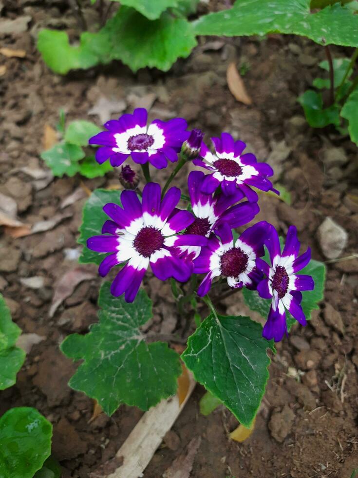 Purple Flowers Photograph photo