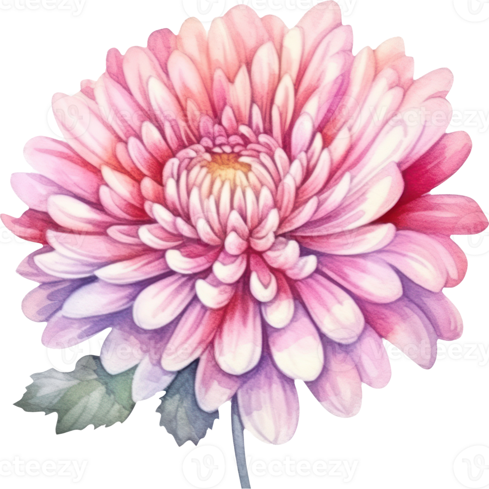 Pink Flower Chrysanthemum Watercolor. png
