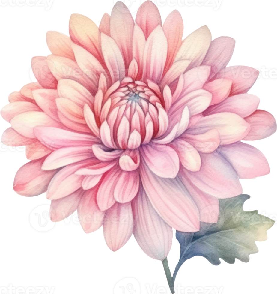 rosado flor crisantemo acuarela. ai generado png