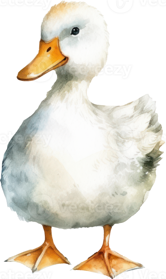 Cute Baby Duck Watercolor png