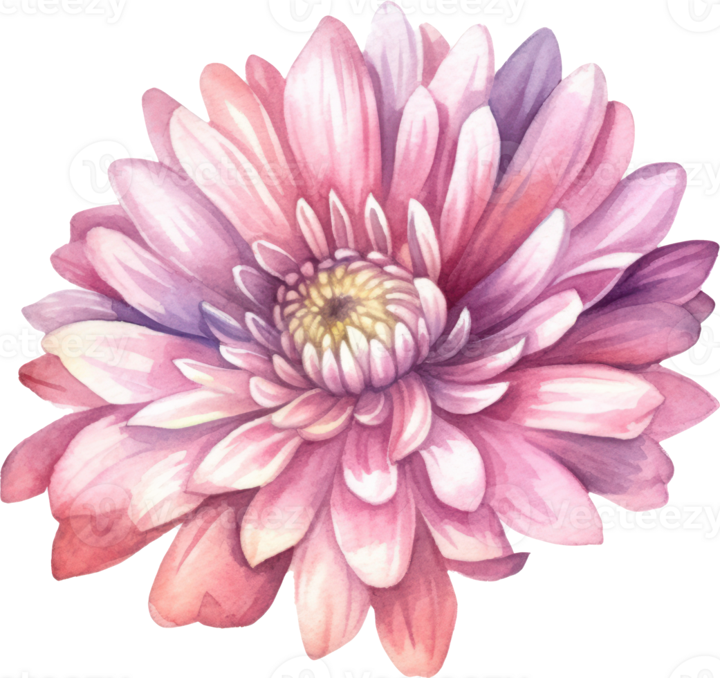 Pink Flower Chrysanthemum Watercolor. png