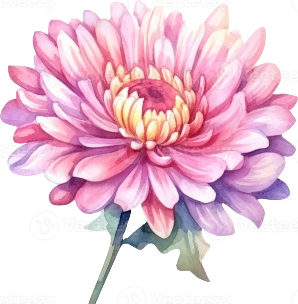 Pink Flower Chrysanthemum Watercolor. png