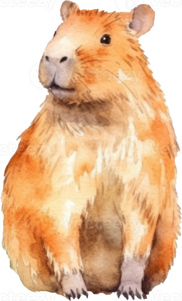 Cute Capybara Watercolor illustration. png