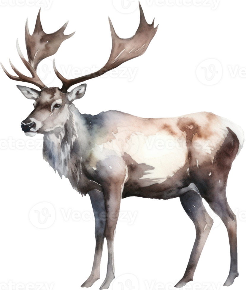 Caribou Deer Watercolor Illustration. png