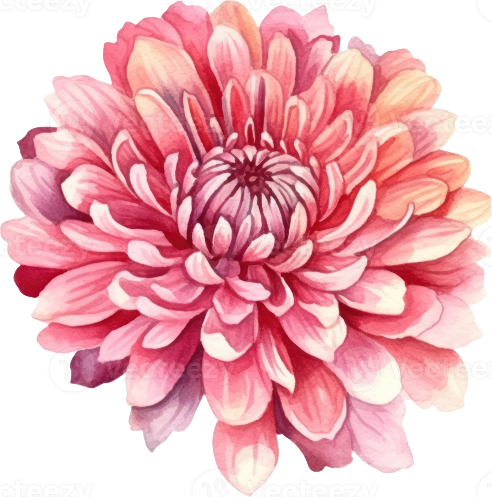 rosa blomma krysantemum vattenfärg. ai genererad png