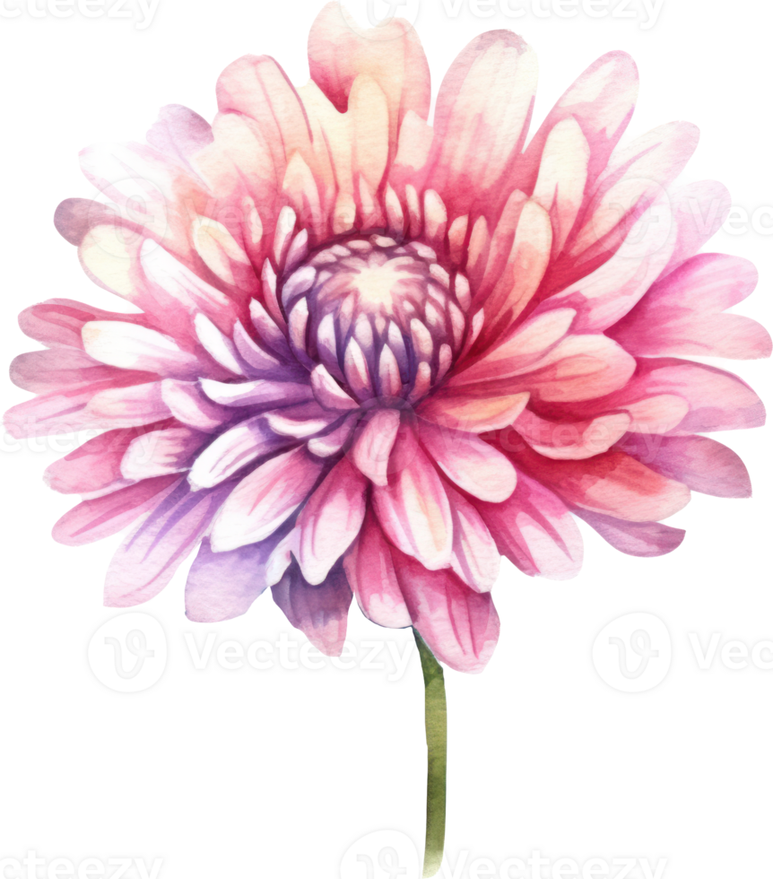 Pink Flower Chrysanthemum Watercolor. png
