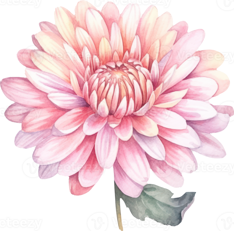 Pink Flower Chrysanthemum Watercolor. png