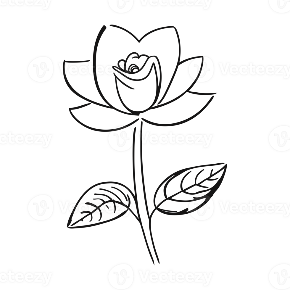 Rose flower. aesthetic png