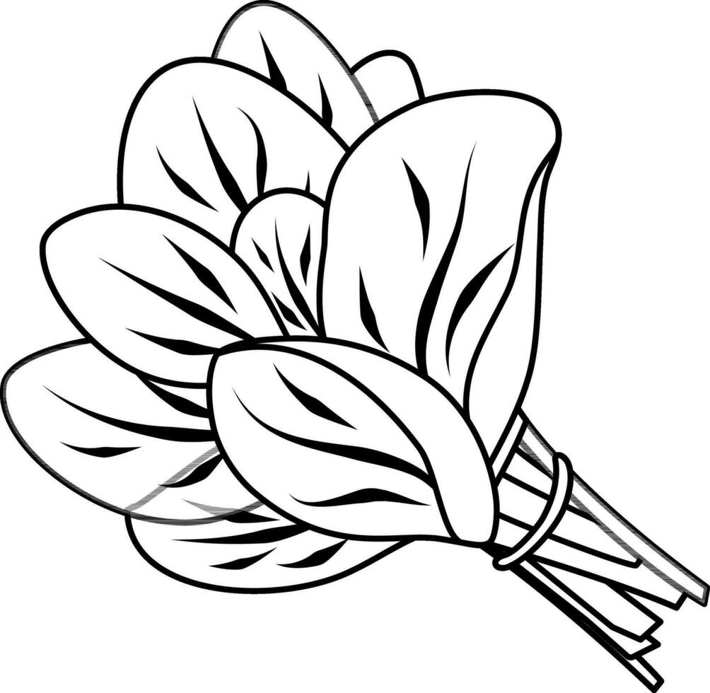 vector linear icon spinach, bunch of spinach, greens and vegetables, spices and herbs, vitamin A, doodle and sketch
