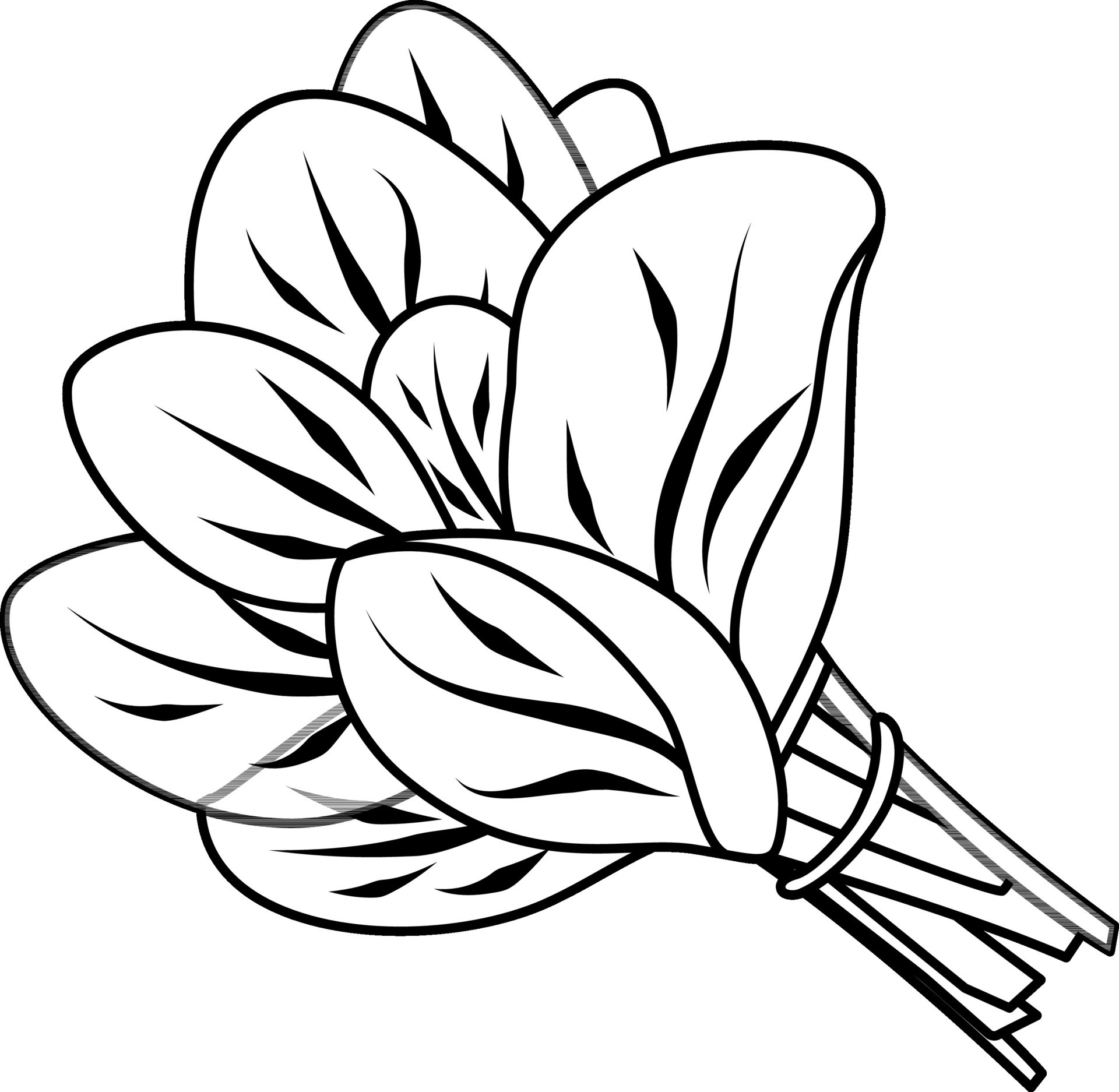 vector-lineal-icono-espinaca-manojo-de-espinaca-verduras-y-verduras