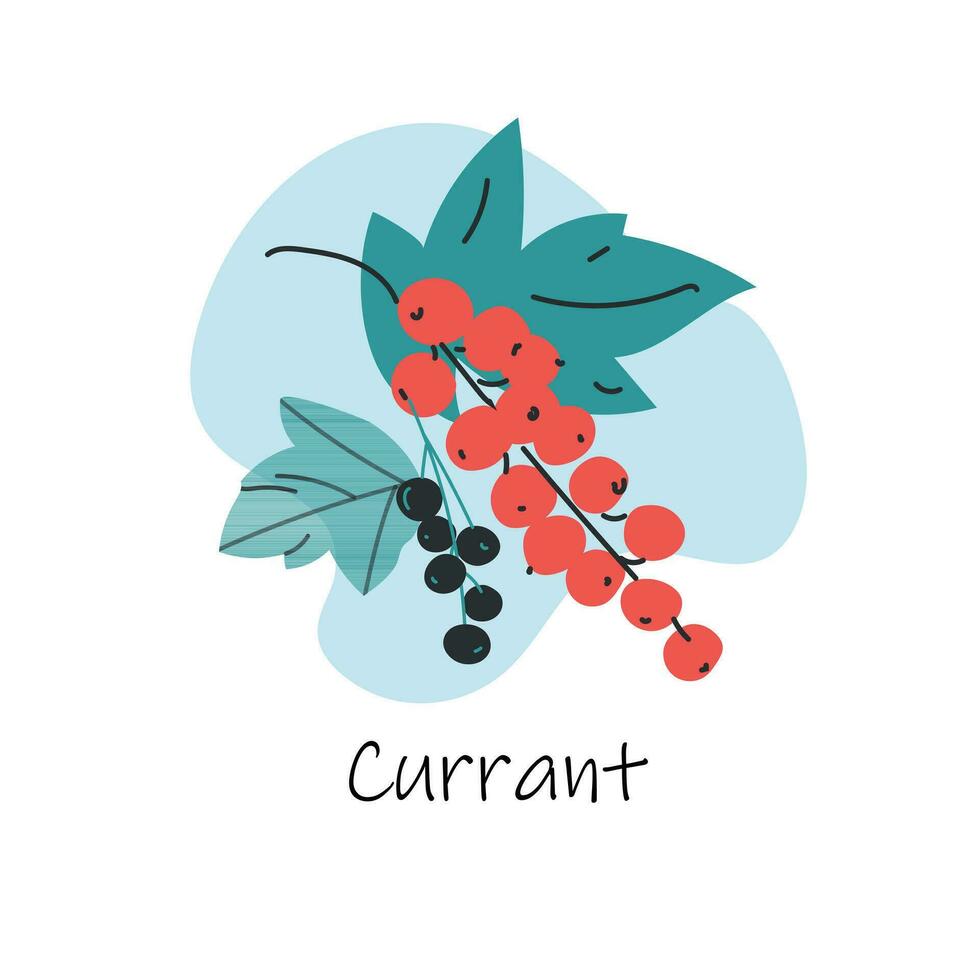 Vector hand drawn isolated currant with lettering. Red, black currant isolated on white background.Cartoon style. Flat currant icon, logo for web, design, packaging.