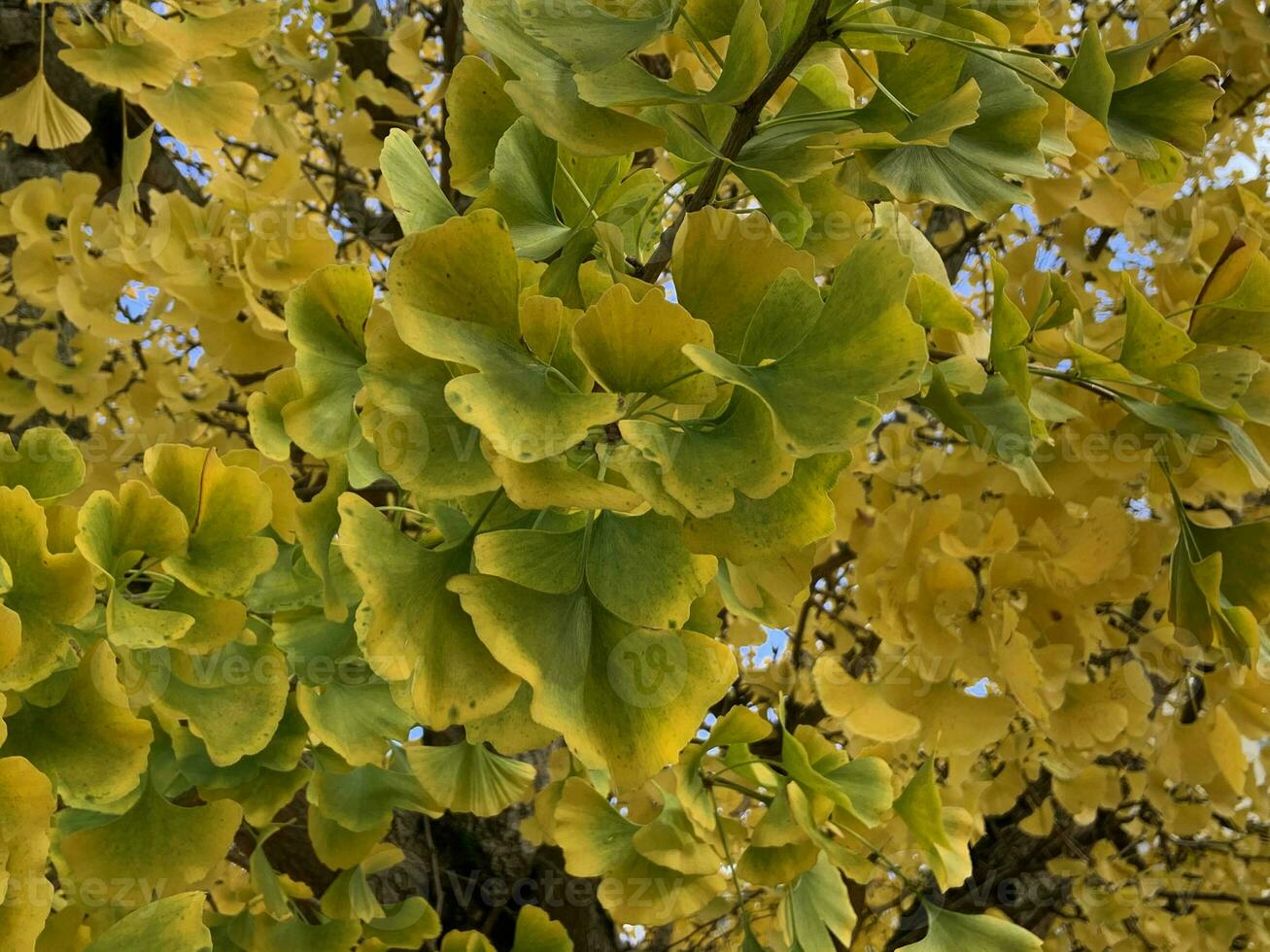 Bright green fresh ginkgo leaves branches natural background, medicinal organic plant close up, clipping path cutout object, eco-friendly environment concept photo