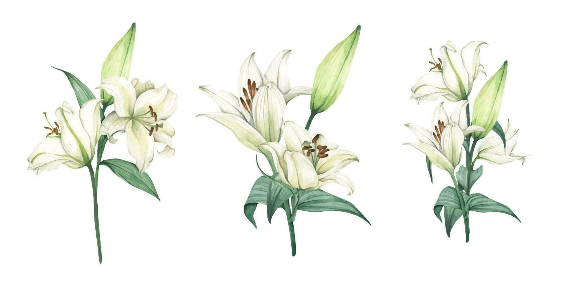 Set of White lily. Floral bouquet for wedding invitations, birthday stationery, greeting cards, scrapbooking. Watercolor illustration vector