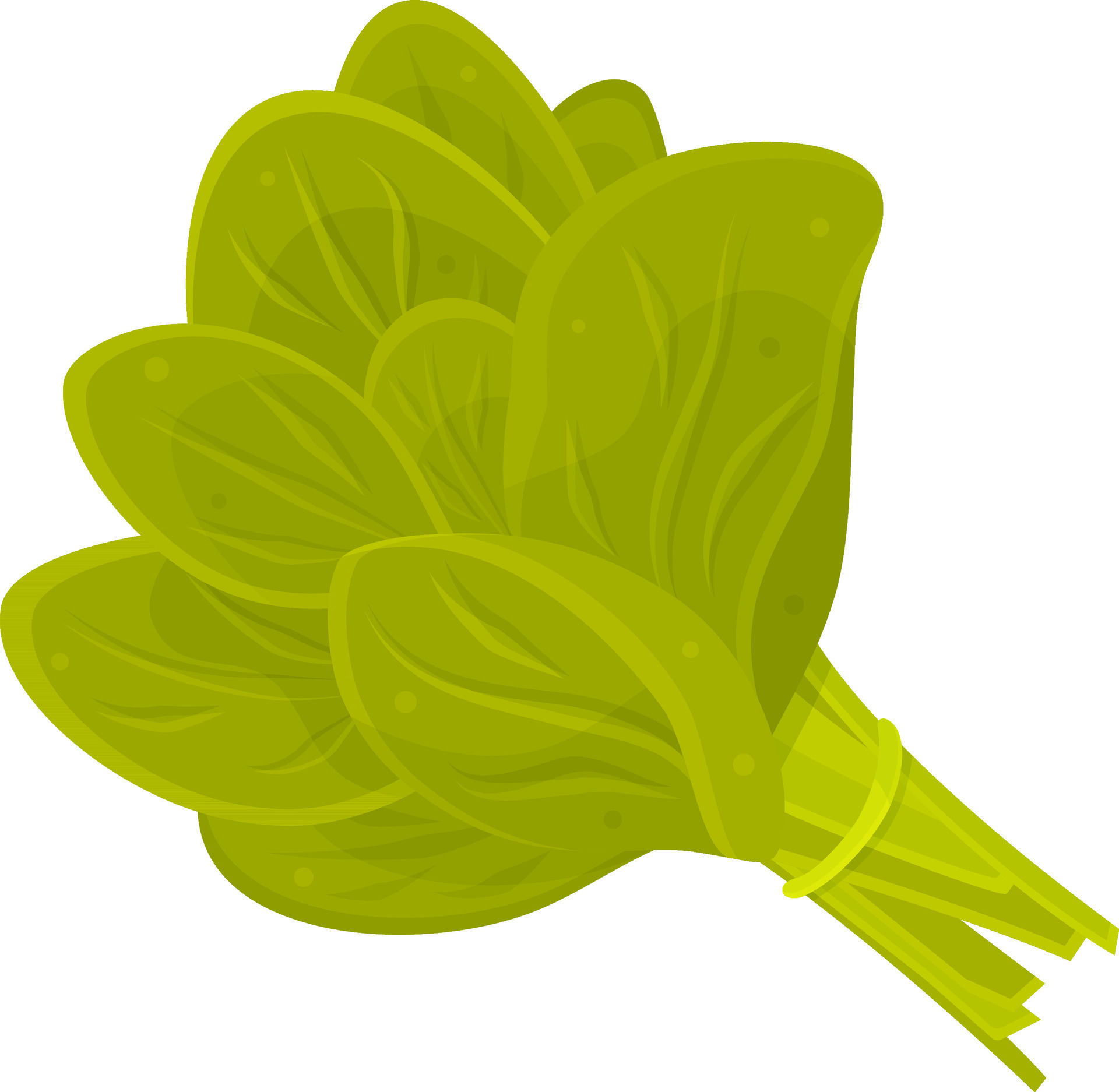 color vector illustration of spinach, a bunch of spinach, herbs and