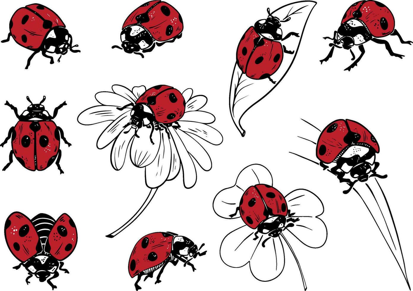 Sketch style ladybug set illustration black lineart red fill isolated on white background vector