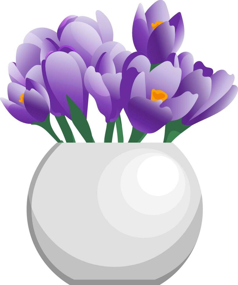 Vector bunch of crocus flowers in white clay vase flat style isolated on white background