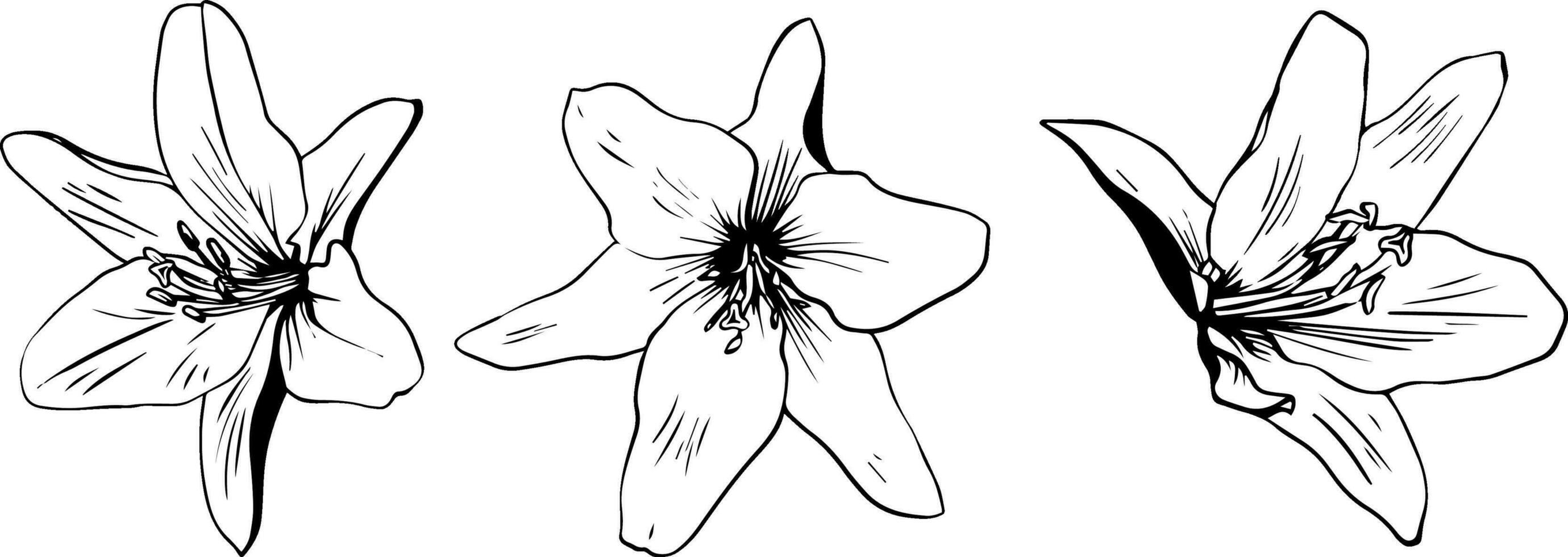 Three sketch style lily flowers black outline isolated on white background vector