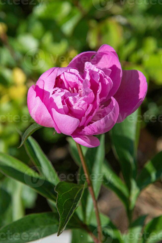 pink peony flower in the garden on a background of green leaves photo