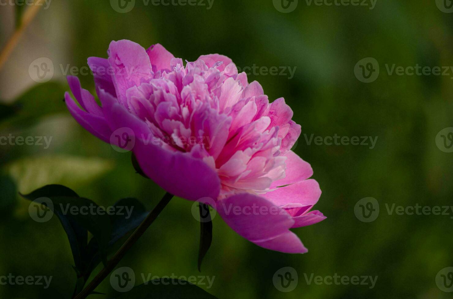 Pink peony in the garden on a green background. photo