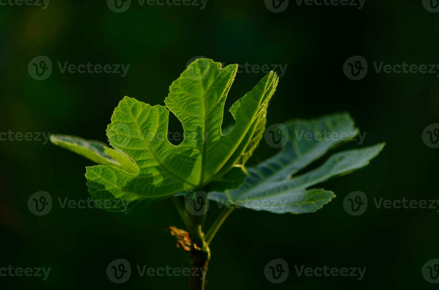 Fig tree leaves illuminated by a sunbeam. Gardening. photo