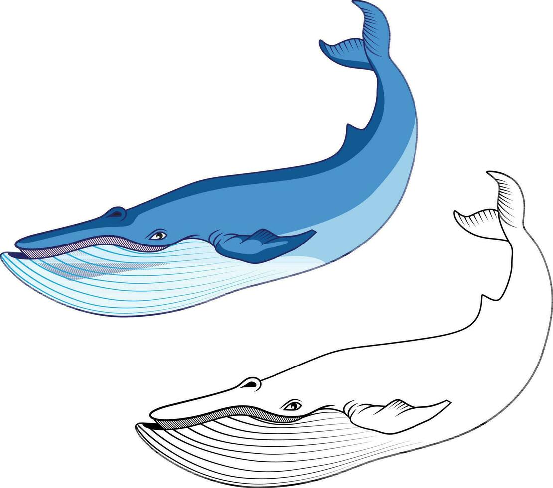 Blue Whale graphic colored illustration and black line drawing vector image
