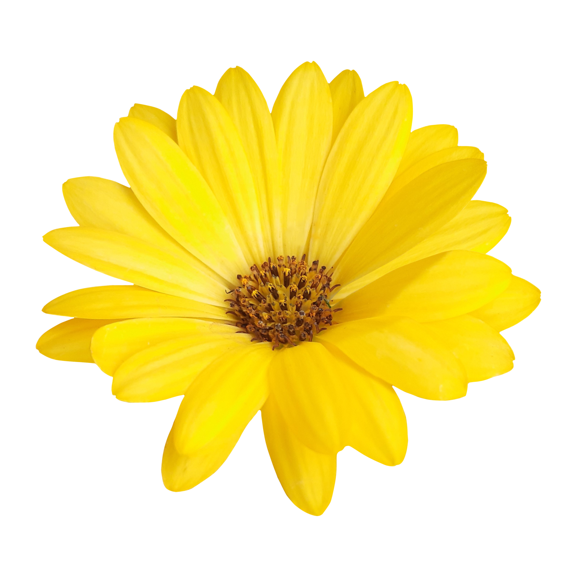 yellow daisy flower element png 24704278 PNG