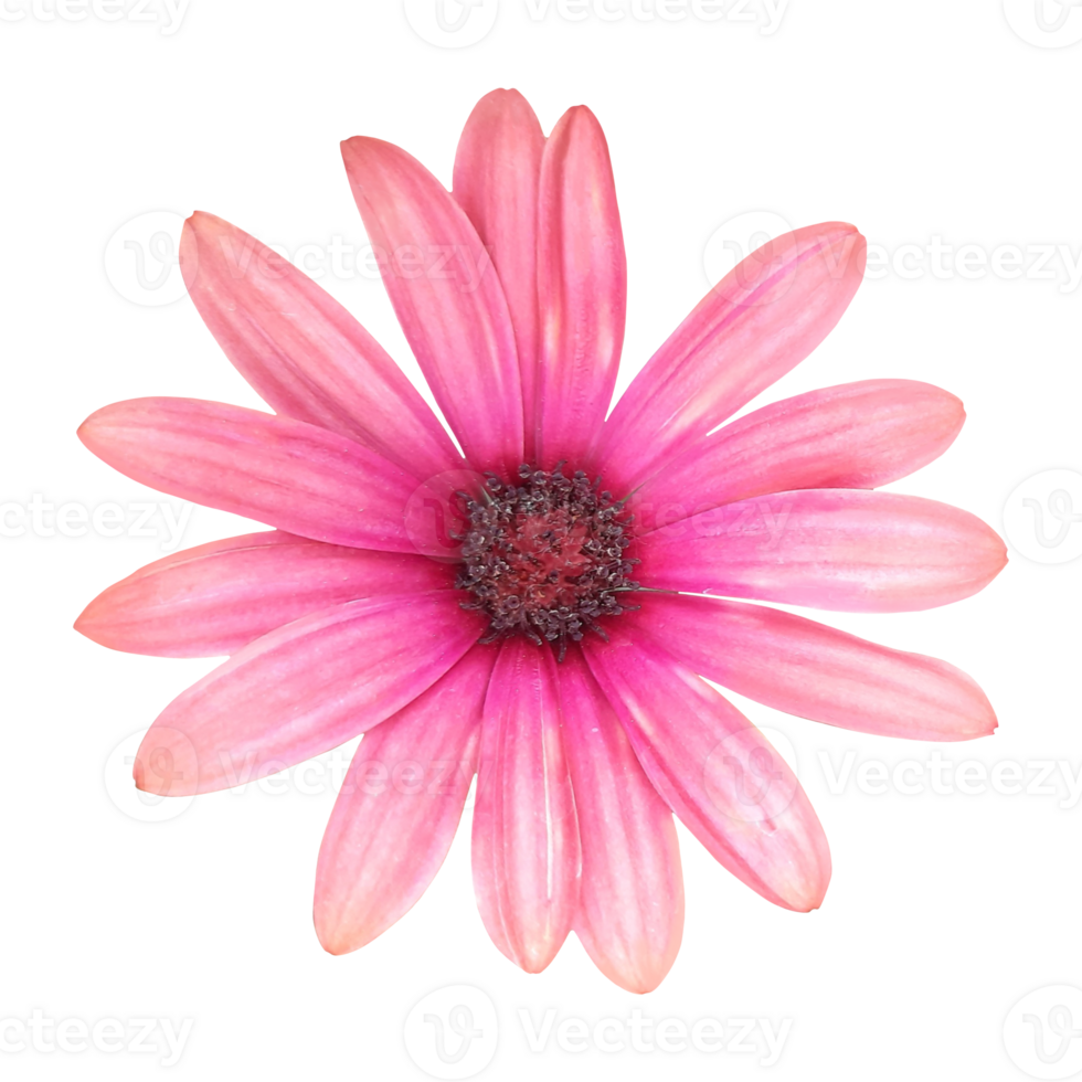 pink daisy flower element png