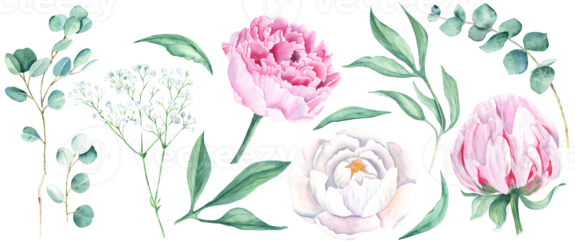 Watercolour floral set. White and pink peonies, green leaves, eucalyptus and gypsophila branches. Watercolor hand drawn botanical illustration. For bouquets, wedding invitations, birthdays cards png