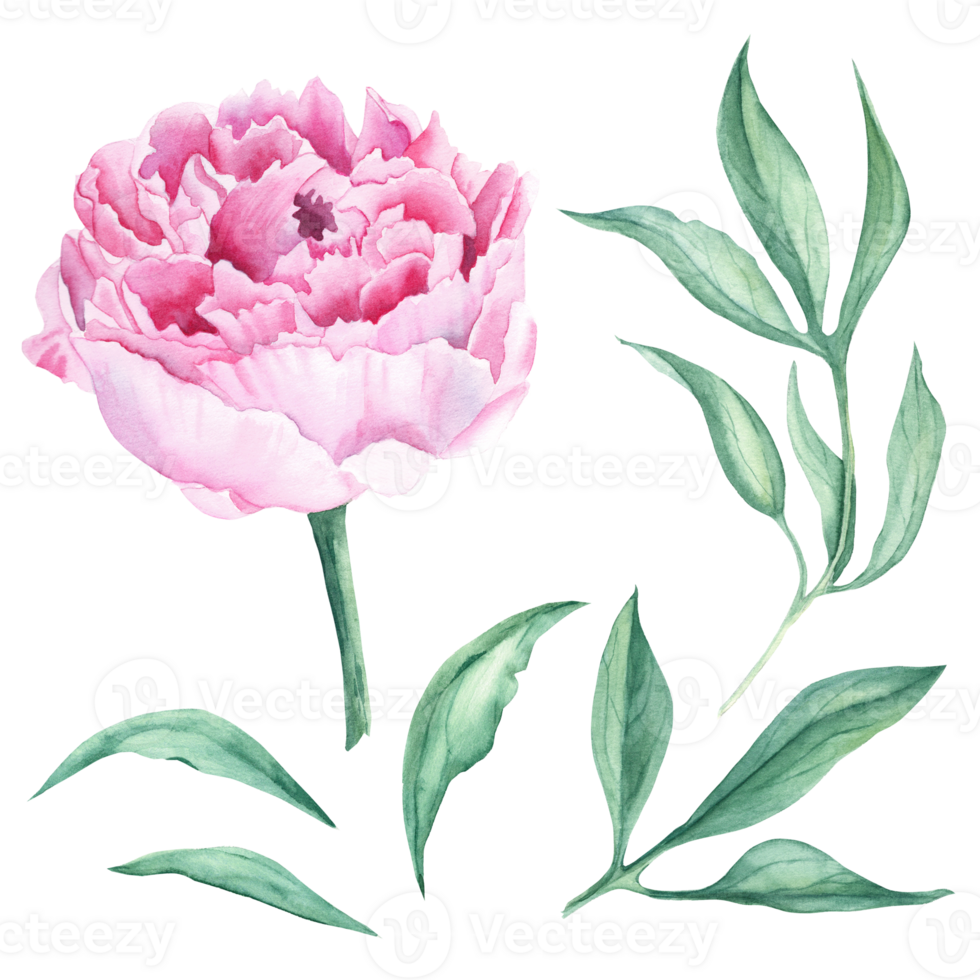 Pink watercolor peony flower and green leaves. Hand drawn botanical illustration. Can be used for greeting cards, bouquets, wedding invitations, fabric prints. png
