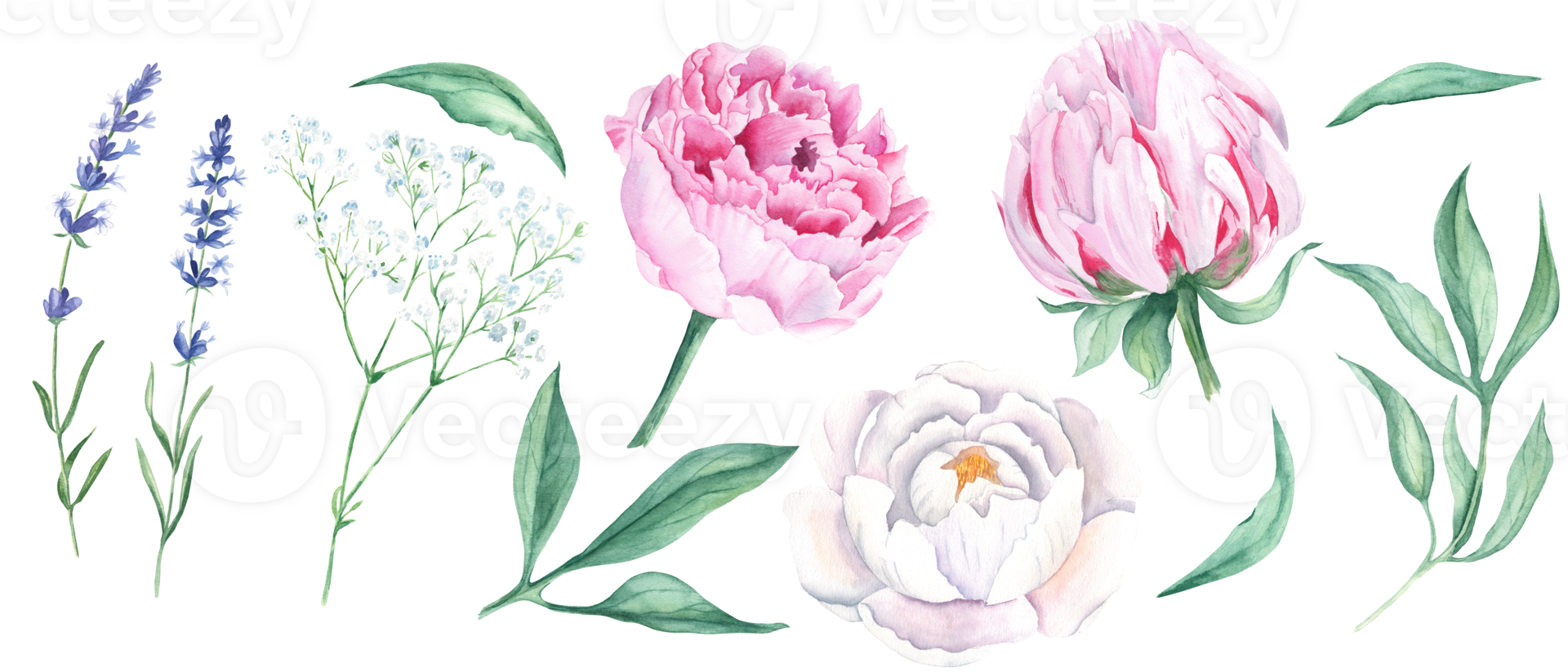 branco e Rosa aguarela peônia flores, folhas, lavanda e Gypsophila definir. mão desenhado botânico ilustração. ou cumprimento cartões, buquês, Casamento convites, tecido padrões imprime. png