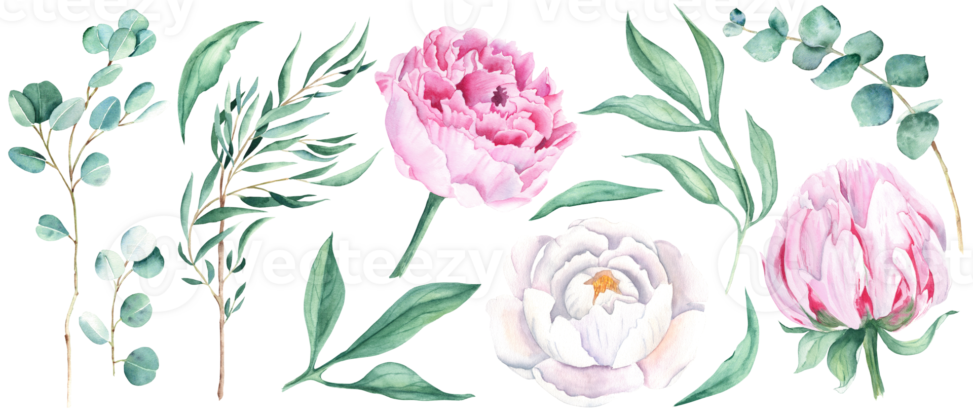 Watercolour floral set. White and pink peonies buttons, green leaves and eucalyptus branches. Watercolor hand drawn botanical illustration. For bouquets, wreaths, wedding invitations, birthdays cards png