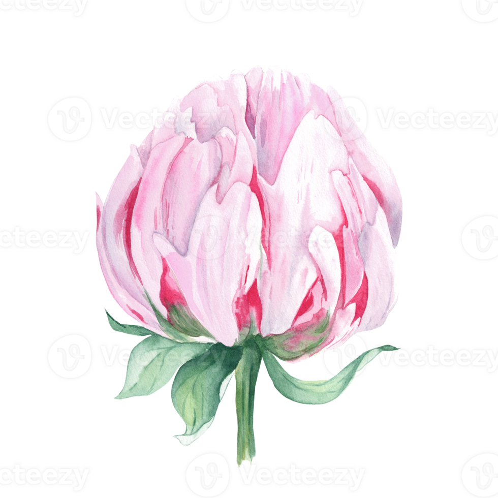 Pink watercolor peony flower. Hand drawn botanical illustration. Can be used for greeting cards, bouquets, wedding invitations, textile prints png