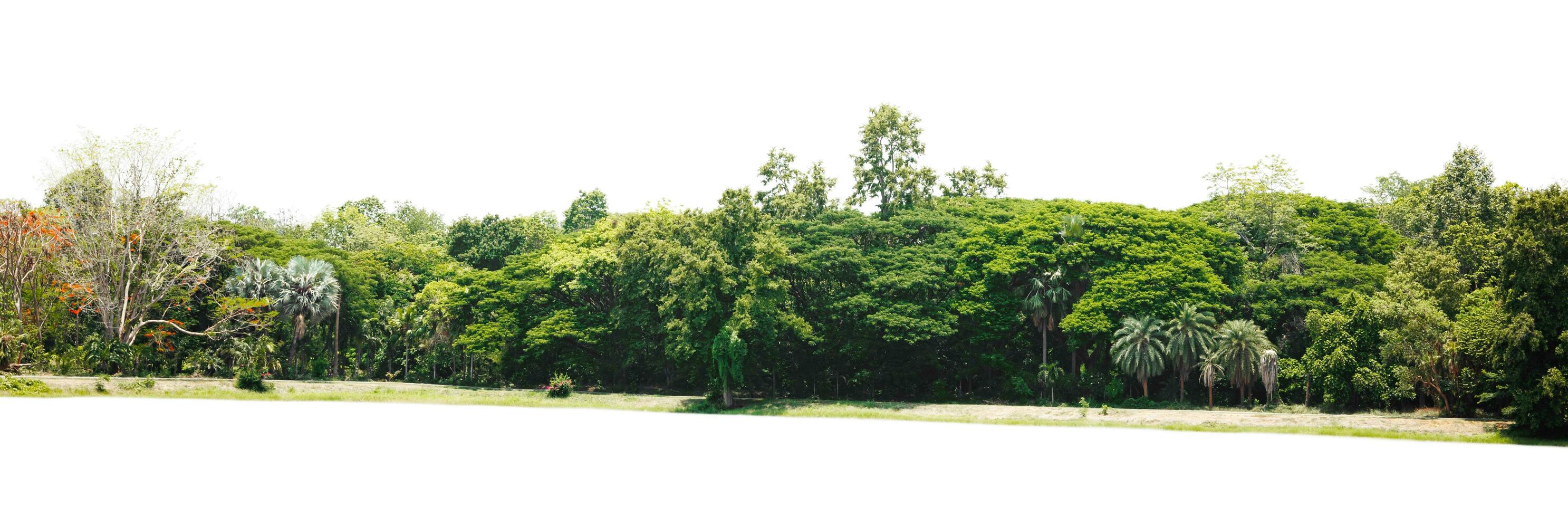 Row of trees and shrubs isolate on white background photo