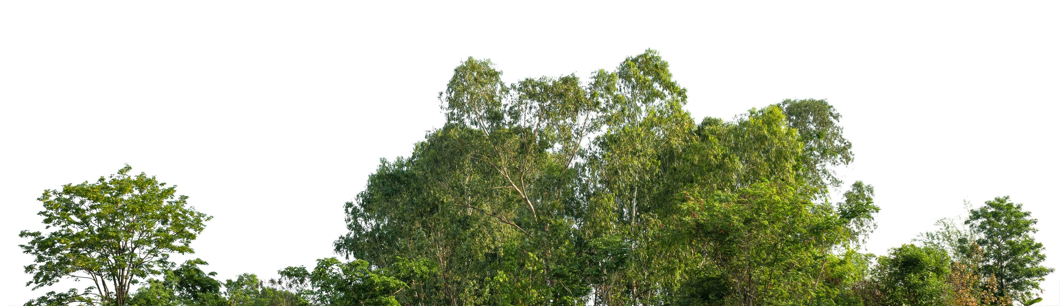 Row of trees and shrubs isolate on white background photo