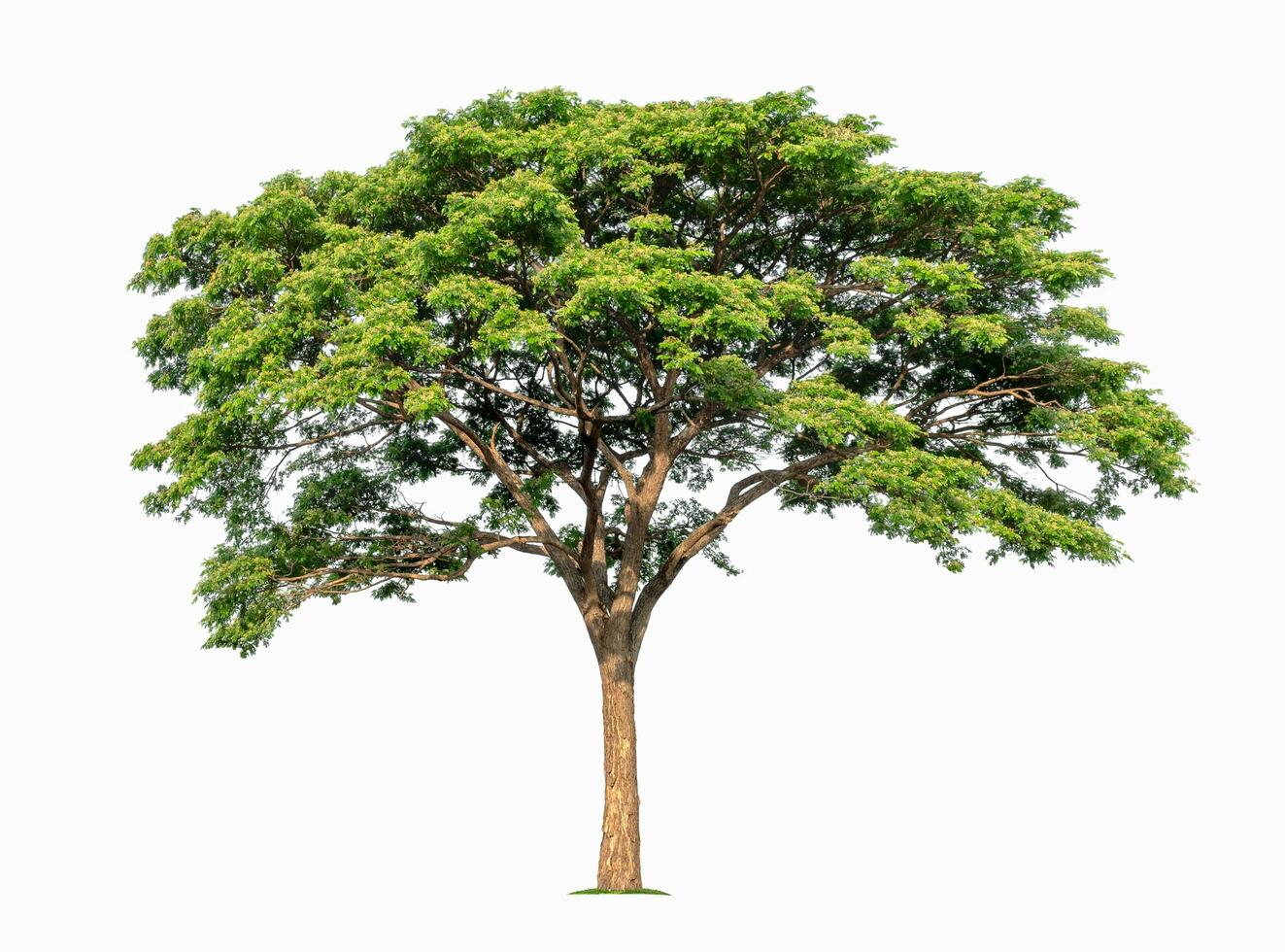 big tree isolate on white background photo