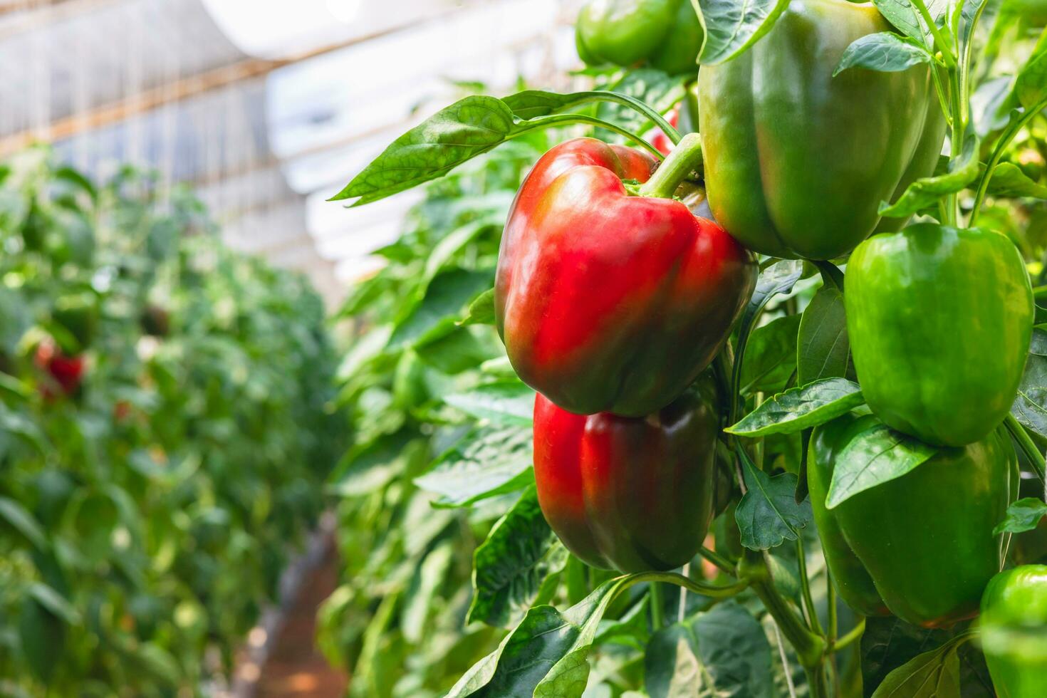 bell pepper hanging on tree in garden photo