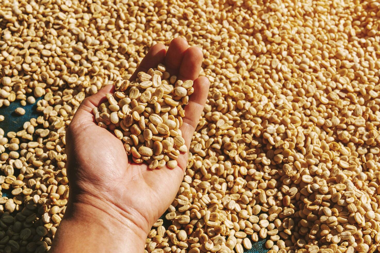 hand holding dried berries coffee beans photo