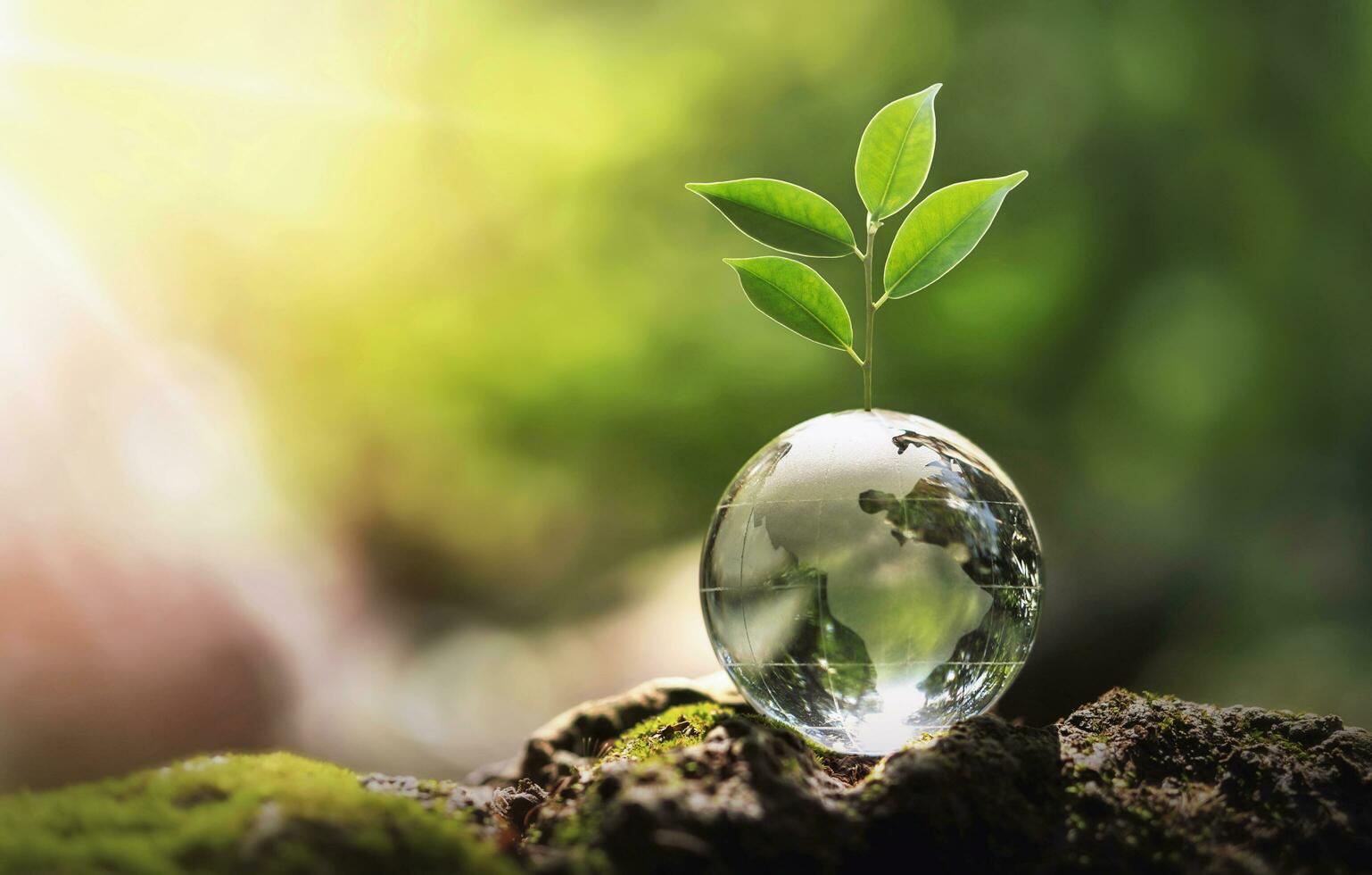 glass globe ball with tree growing and green nature blur background. eco concept photo