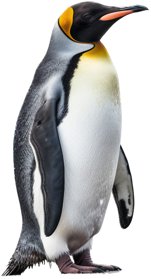 Penguin png with AI generated.