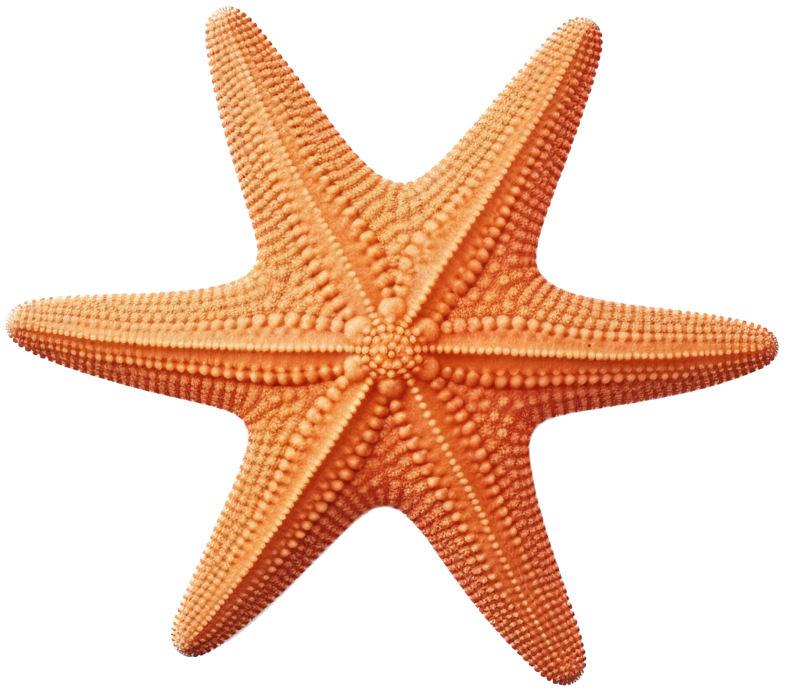 Starfish with . png