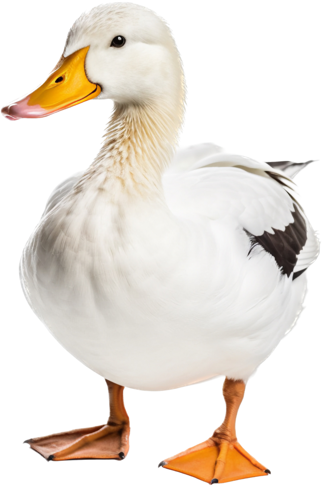 canard png avec ai généré.