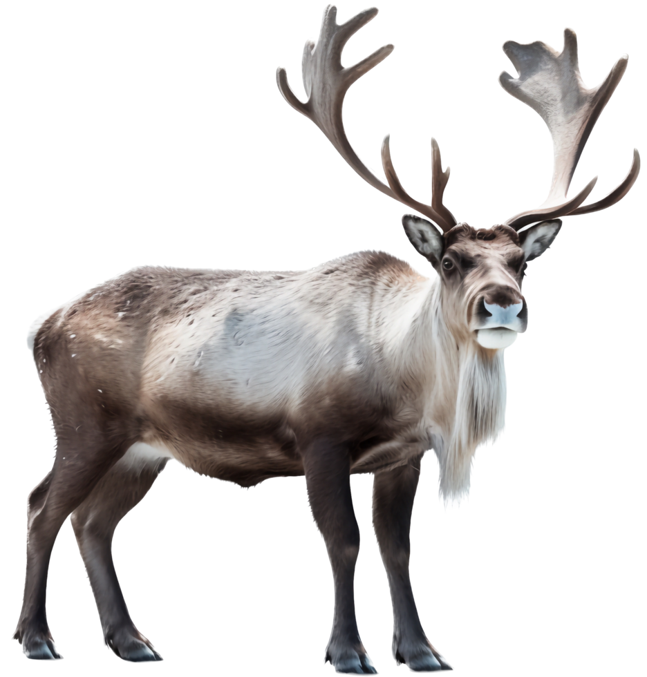 Reindeer with . png