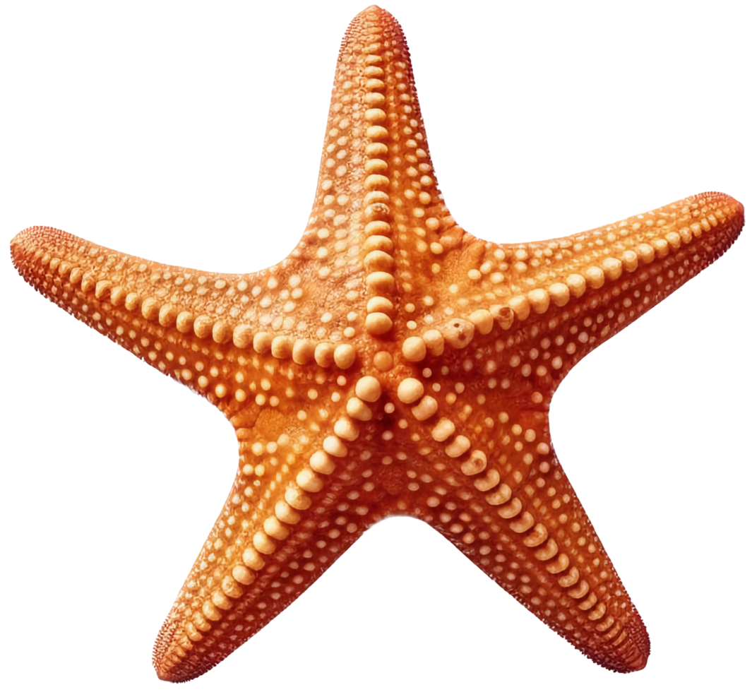 Starfish png with AI generated.