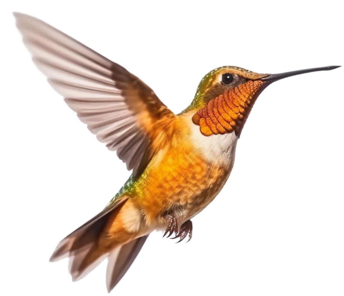 colibrì png con ai generato.