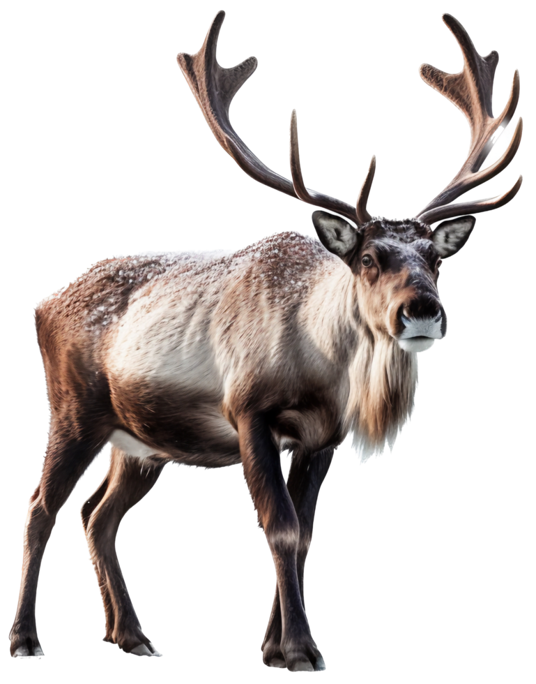 Reindeer png with AI generated.